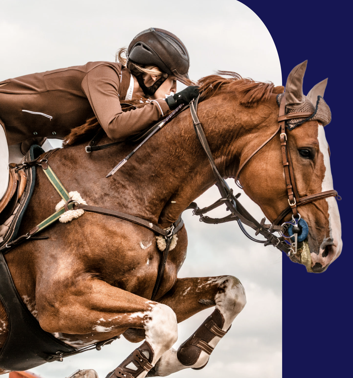 Race horse clearing a jump