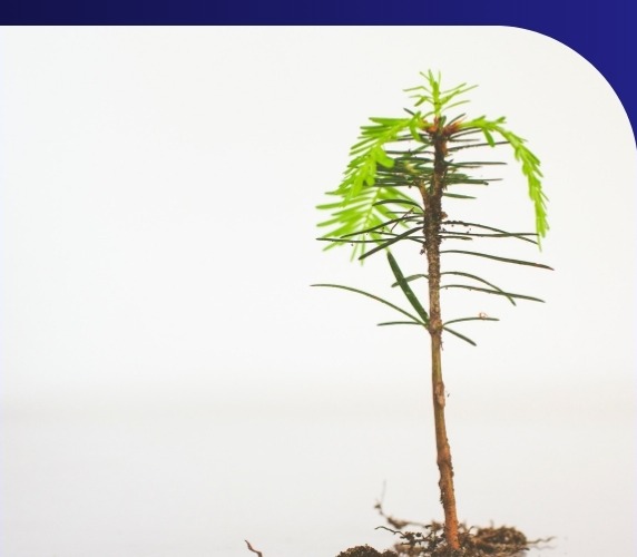 Small plant representing potential growth